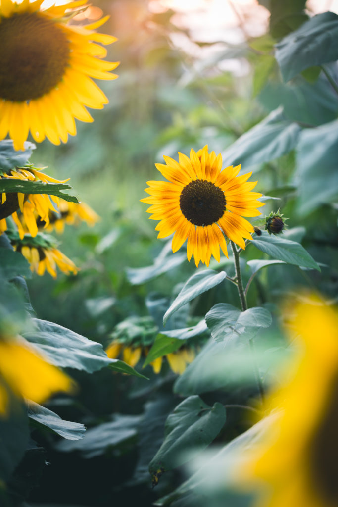 backlit sunflowers in the spirit of thanksgiving